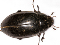 Hydrophilus piceus
